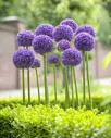 Лук декоративный (Аллиум) Гладиатор / (Allium Gladiator)
