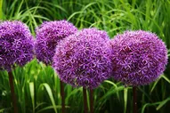 Лук декоративный Гладиатор (Allium Gladiator) С1,5