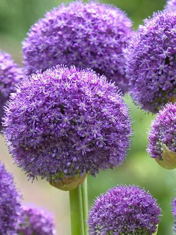 Лук декоративный (Аллиум) Гладиатор / (Allium Gladiator)-0
