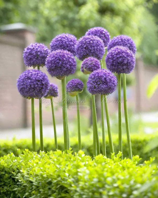 Лук декоративный (Аллиум) Гладиатор / (Allium Gladiator)-1