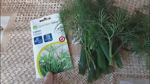 Любимый сорт укропа  ,,Ханак,,.