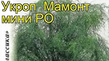 Укроп Мамонт мини РО (Укроп). Краткий обзор, описание характеристик, где купить семена anéthum
