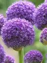 Лук декоративный (Аллиум) Гладиатор / (Allium Gladiator)